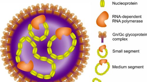 Hantavirus provoacă îngrijorare și măsuri de urgență în Franța, Italia și Regatul Unit