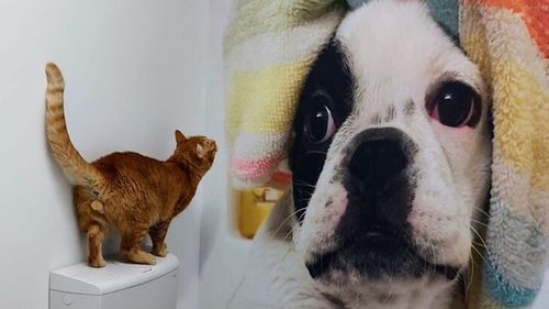 Cum s-au dezvoltat în România afacerile cu pensiuni și hoteluri pentru animale. Boxe pentru câini în stil american, serviciu de pet-taxi și relaxare în peisaje de vis pentru blănoșii favoriți