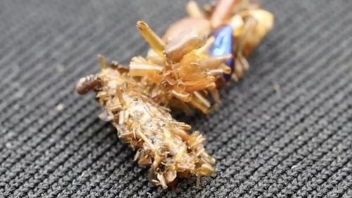 Omida "colecţionară de oase" din Hawaii poartă părţi din prada devorată pentru a se camufla de păianjeni