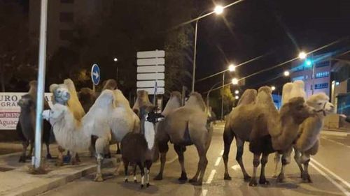 Opt cămile şi o lamă, în libertate pe străzile Madridului după ce au evadat de la un circ