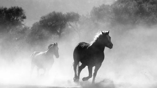 Caii au capacitatea de a planifica și de a gândi strategic (studiu)