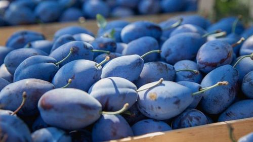 Bruxellesul ridică cotele pentru exporturile de fructe din Moldova / Moscova a impus noi embargouri acestor produse