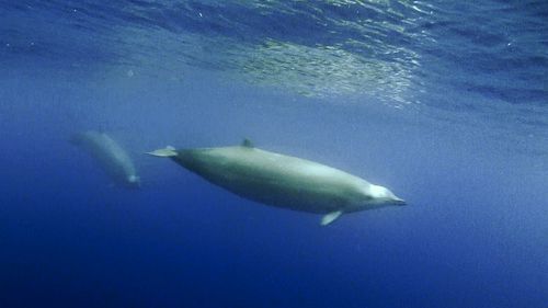 Un exemplar dintr-o specie de balenă extrem de puţin cunoscută a eşuat pe o plajă din Noua Zeelandă