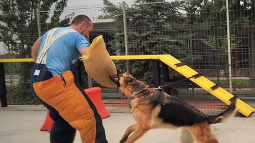 Vrei să-ți dresezi animalul de companie? Iată când să începi și de ce să ții cont