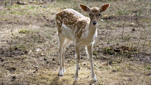 Un pui de căprioară blocat în Grota Urşilor din Borsec a fost salvat de jandarmi și salvamontiști