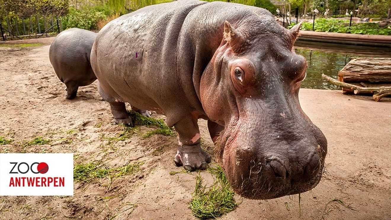 Doi hipopotami au fost testați pozitiv cu COVID-19 la grădina zoologică din Antwerp (Anvers) din Belgia, posibil primele cazuri raportate la această specie