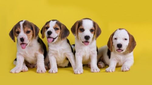 Oamenii de știință au creat primii câini editați genetic și clonați. Noua tehnologie ar putea prelungi viața animalelor de companie