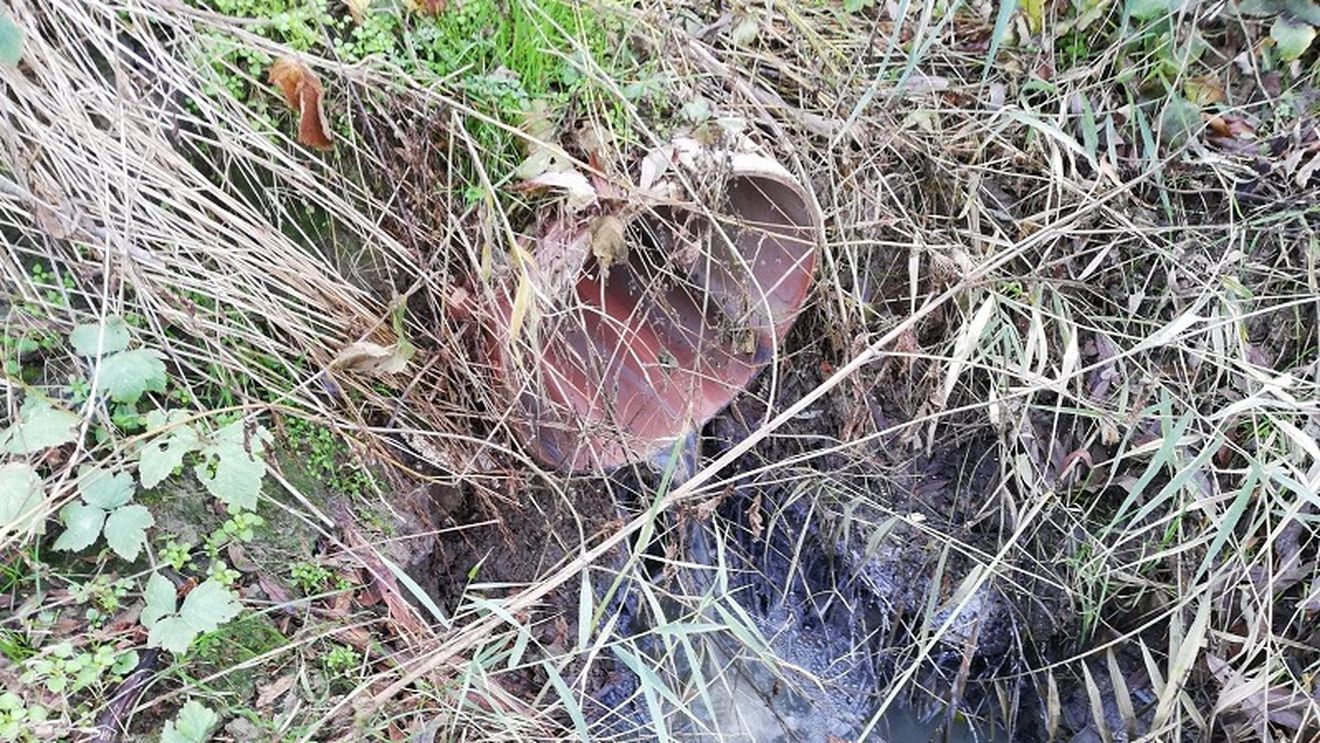 Poluare gravă a râului Ciorogârla, la câțiva km de București. Garda de Mediu a amendat firma de gestionare a apei din Ilfov pentru deversarea dejecțiilor în râu în urma anchetei G4Media.ro