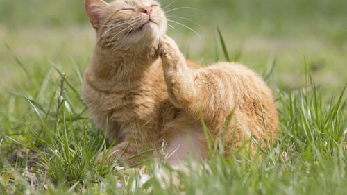 Nu doar oamenii suferă de alergii: Câinii și pisicile sunt și ele afectate / Care sunt cele mai frecvente tipuri de alergii și cum să le identificăm, potrivit medicului veterinar