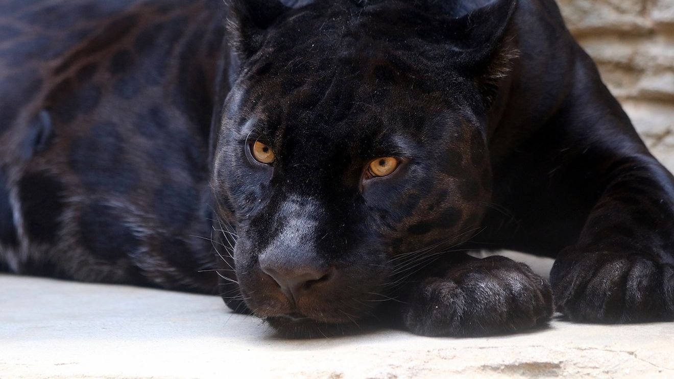 Un medic indian se ascunde de război în Ucraina cu o panteră și un jaguar / Animalele îi țin companie în subsolul casei sale