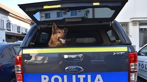 Pași spre normalitate: Polițiștii vor avea dreptul să intre pe proprietăți private pentru a salva animale în pericol și fără mandat / Deținerea animalelor sălbatice, interzisă / Propunerile, dezbătute în Parlament