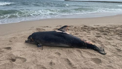 Patru delfini au eșuat pe plajele din Eforie Nord și Constanța, în ultimele două zile