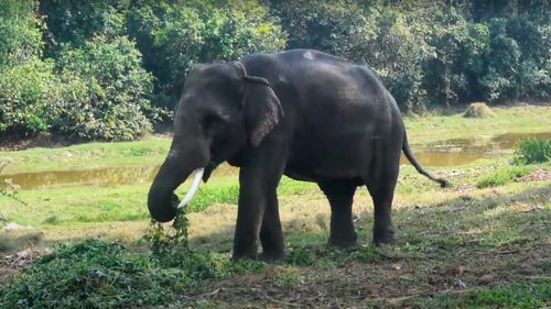 O turmă de elefanţi a doborât un zid de beton și a pătruns într-un parc zoologic din Bangladesh, recunoscut pentru diversitatea de animale și pentru activitățile de recreere