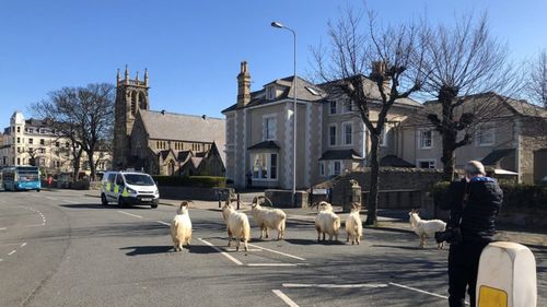 VIDEO Capre sălbatice au invadat străziile pustii ale unui oraş din Ţara Galilor. Rezident: "Au încălcat regulamentul de izolare, adunându-se în grupuri mari şi nerespectând distanţa cerută de doi metri între ele"