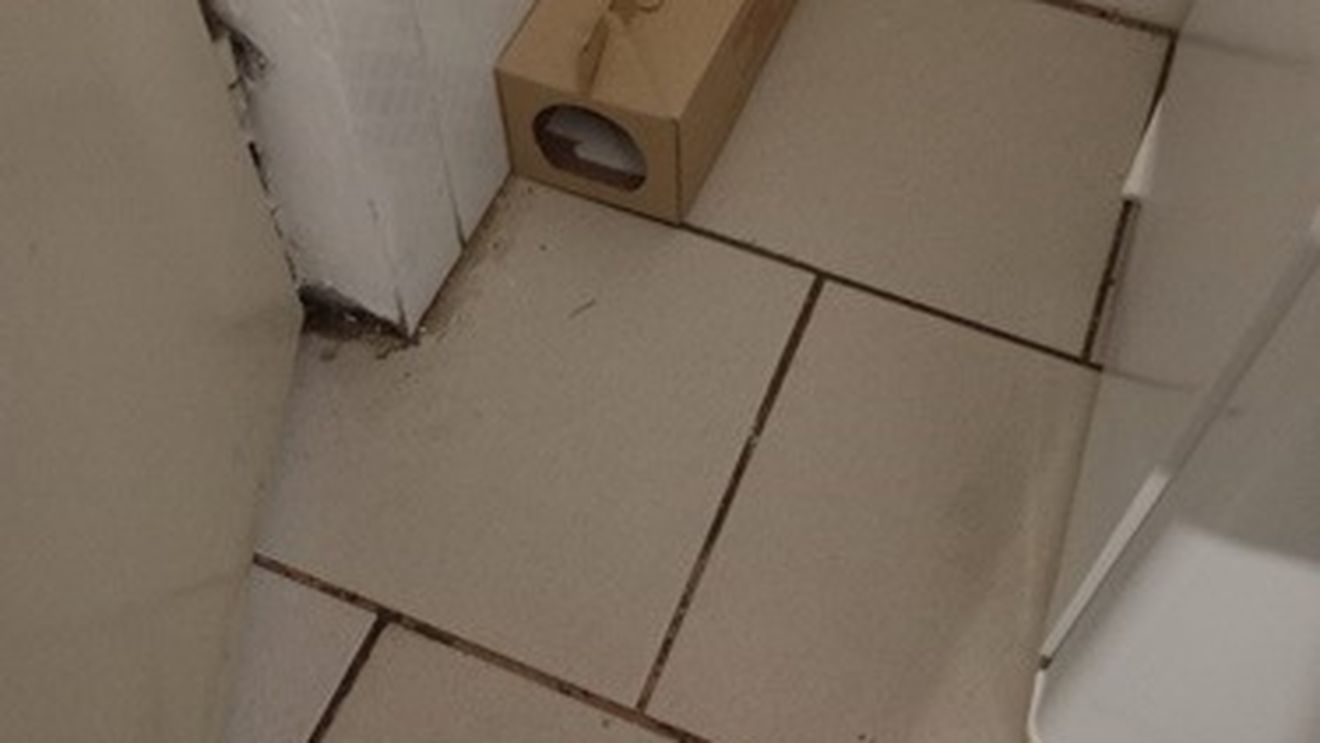 Cantina unui colegiu din Timişoara, închisă temporar de Protecţia Consumatorului / S-au găsit aici şoareci morţi, gândaci de bucătărie, praf şi mucegai