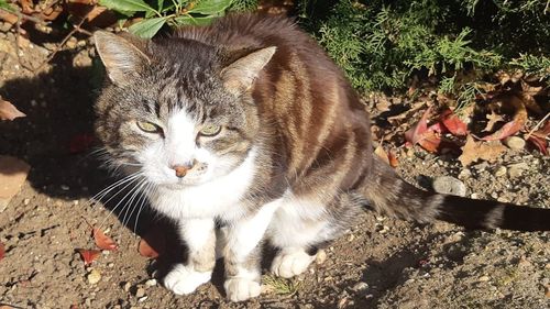 Microciparea pisicilor va deveni obligatorie în Marea Britanie. Măsura este deja obligatorie la câini și este menită să prevină furturile tot mai frecvente de pisici