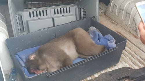 O maimuță scăpată pe străzile Capitalei a fost capturată după mai multe ore de căutări