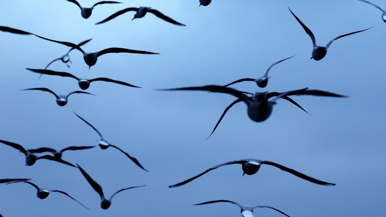 STUDIU: Inversiunea sexuală la păsări este mai frecventă decât se credea / ”92% dintre păsările cu inversiune sexuală erau genetic femele, dar aveau organe reproductive masculine"