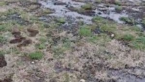 Poluare cu petrol în Parcul Municipal Ploieşti Vest / Primarul vrea să mute conductele Conpet