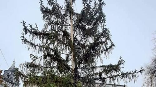 Nemulțumire la Huși din cauza bradului de Crăciun instalat de primărie: e deja uscat