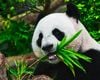 Populaţia de panda uriaşi care trăiesc în captivitate în China aproape s-a dublat în ultimul deceniu / Eforturile de conservare a speciei au utilizat o tehnologie avansată