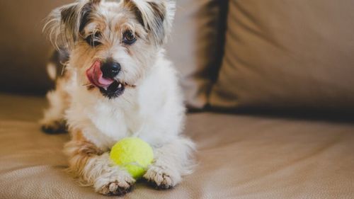 Strămoșul câinelui tău a fost un animal feroce și sălbatic. Cum s-a transformat într-un companion blând și protector