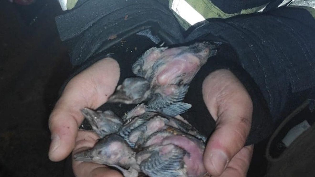 VIDEO FOTO Pui de ciocănitoare, salvați de pompierii timișoreni / O asociație pentru drepturile animalelor îi va îngriji / Mama puilor murise lângă copac