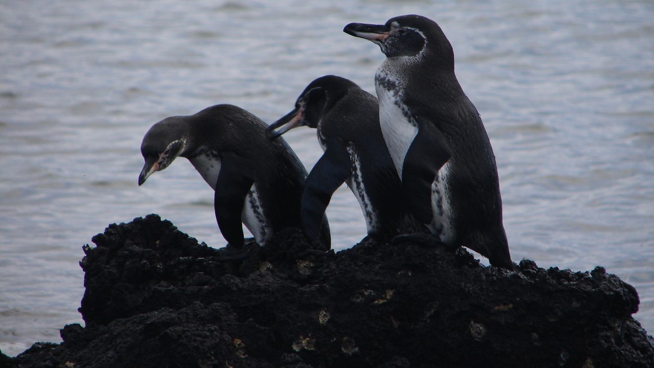 Galapagos: Creştere record a numărului de pinguini și cormorani endemici