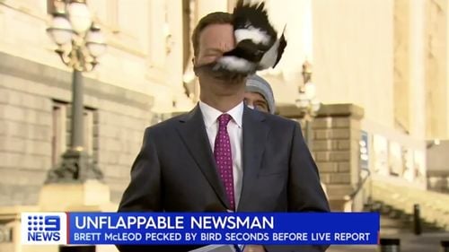 VIDEO Un reporter australian și-a păstrat calmul după ce a fost izbit în faţă de o coţofană cu câteva secunde înainte de a intra în direct