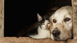 Ziua Internațională a Animalelor fără Adăpost: O zi în care empatia salvează vieți. Fii supereroul de care au nevoie