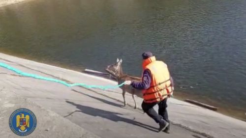 VIDEO Cluj: Un pui de căprioară a înotat în lacul Beliș, ajungând la un refugiu de beton de unde nu s-a mai putut întoarce / Animalul a fost salvat de pompieri și cu ajutorul salvamontiștilor