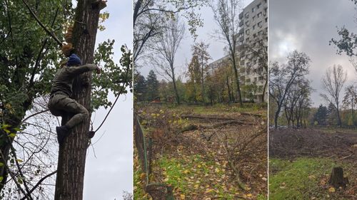 Administratorul public al Capitalei anunță amenzi de 245.000 de lei, pentru tăieri ilegale de arbori pe Bd. Nicolae Grigorescu
