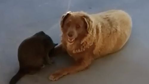 Bobi, cel mai bătrân câine din lume, a murit la vârstă de 31 de ani