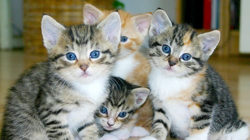 Generația Z preferă tot mai mult pisicile. De ce tinerii renunță la ideea de a adopta câini și aleg felinele