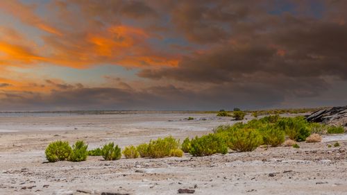 Un eveniment rar readuce viața în deșertul arid al Australiei, atrăgând atât animalele, cât și turiștii