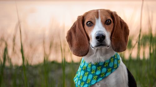 Aproape 2 milioane de animale au fost ucise în Italia între 2019 și 2022 în laboratoare de cercetare / Câinii din rasa beagle sunt implicați în studii legate de rezistența cardiacă și implanturi dentare