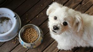 Din dorința de a-ți răsfăța câinele cu mâncare de casă, folosești un ingredient care poate să-i facă mult rău. Renunță la el