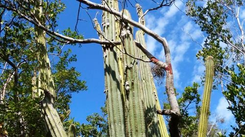 Prima extincție locală a unei specii în Statele Unite, din cauza creșterii nivelului mărilor (studiu)