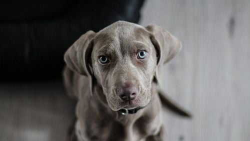 Câinele tău este bilingv, potrivit unui nou studiu. Patrupedul recunoaște și diferențiază limbile străine / Experimentul care demonstrează că limbajul joacă un rol major în viața animalelor