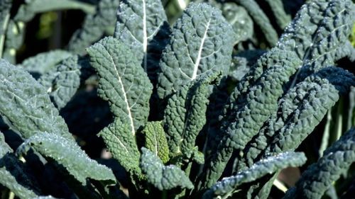 Ce este varza neagră, cum o poți prepara și de ce să o cauți și să o adaugi pe lista alimentelor de toamnă-iarnă. Este ceea ce anglosaxonii numesc kale dar are origini străvechi