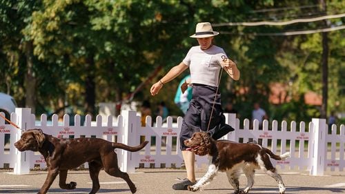 300 de câini din rase pure, aşteptaţi în trei concursuri la Muntenia Dog Show, organizat la Buzău