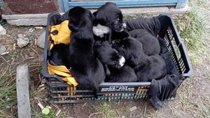 Poliţia Animalelor a dat amenzi de peste 1.100.000 de lei în luna august / Aproximativ 130 de animale în pericol au fost salvate şi duse în adăposturi