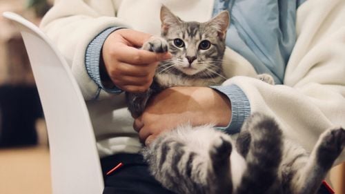 Veterinarii, tot mai scumpi: Abandonul animalelor de companie, o realitate dureroasă în Europa