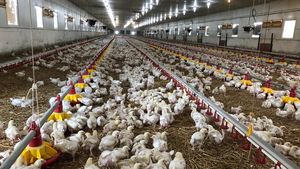 Brazilia, cel mai mare exportator mondial de carne de pasăre, nu mai poate exporta către Uniunea Europeană din cauza gripei aviare