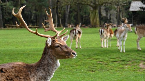 Grădina Zoologică din Bucureşti a fost redeschisă / S-au făcut reparații după distrugerile din timpul furtunii din 17 iulie