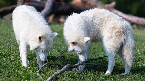 VIDEO | Trei lupi răi, dispăruți acum 10.000 de ani, au fost readuși la viață prin inginerie genetică: Romulus, Remus și Khaleesi