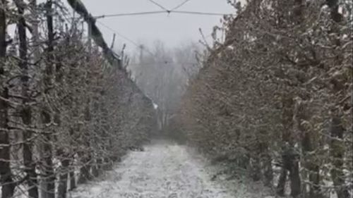 VIDEO | Prăpăd în livezi din cauza valului de frig și a ninsorii: Gloria Pascu (horticultor): „Peste 50% din mugurii de rod sunt compromiși”