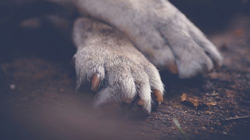 Doi copii din Prahova, de 13 şi 15 ani, suspectaţi că au ucis cu cruzime patru pui de câine / Copilul de 13 ani nu răspunde penal