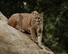 Trei pui de pumă au venit pe lume într-o grădină zoologică din Germania. Vizitatorii sunt invitați să le aleagă numele