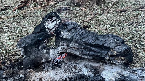 Ministrul Apărării susține că avioanele ridicate vineri pentru detectarea dronelor aveau aprobarea să tragă